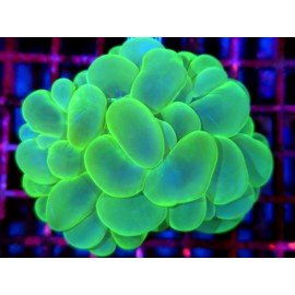 PLEROGYRA SINUOSA ULTRA GRADE XL 