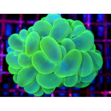 PLEROGYRA SINUOSA ULTRA GRADE XL 