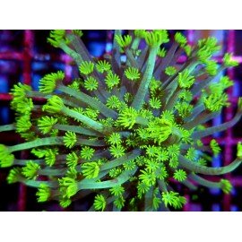 ALVEOPORA TIZZARTI NEON L