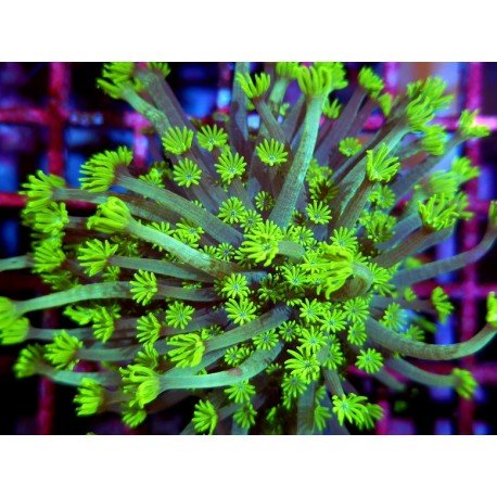 ALVEOPORA TIZZARTI NEON L