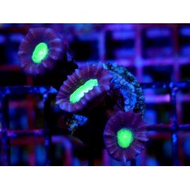 CAULASTREA COCA COLA