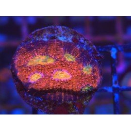 CHALICE PINK BOOBIES