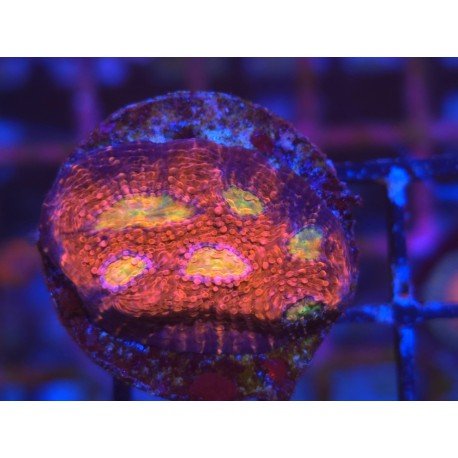 CHALICE PINK BOOBIES