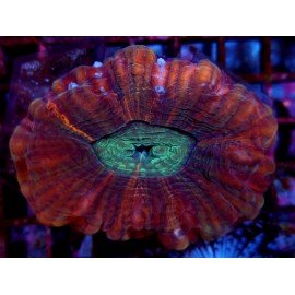 CYNARINA ULTRA GRADE XXL 