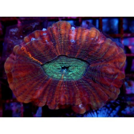 CYNARINA ULTRA GRADE XXL 