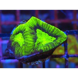 GONIASTREA DRAGON SOUL