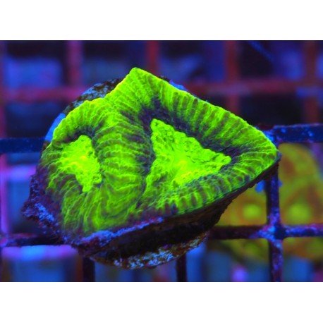 GONIASTREA DRAGON SOUL