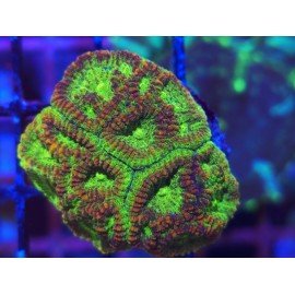 GONIASTREA GOLD DUST