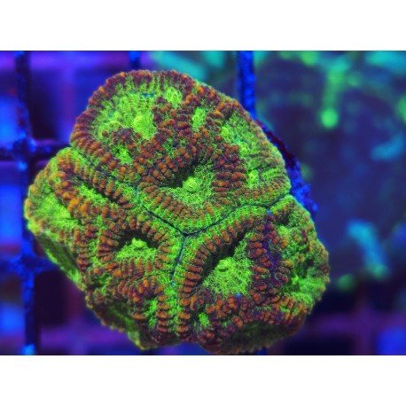 GONIASTREA GOLD DUST