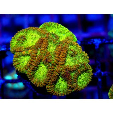 GONIASTREA GOLD DUST