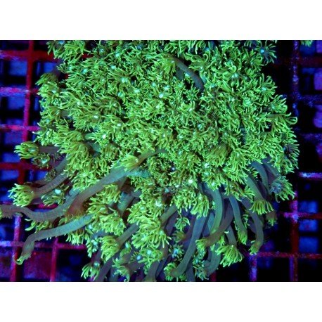 GONIOPORA STOKENSI ULTRA XXL 