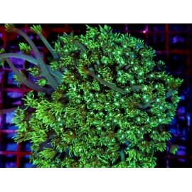 GONIOPORA STOKENSI ULTRA XXL