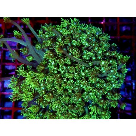 GONIOPORA STOKENSI ULTRA XXL