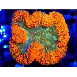 SYMPHILLIA ULTRA GRADE XL 