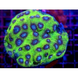 CHALICE MYCEDIUM LIME ULTRA GRADE XL 