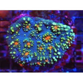 FLOWER SPOT CHALICE XL 