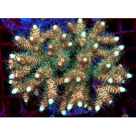 ZAZZY FRILL RAINBOW MILLE XXL