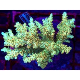 STRAWBERRY LEMON CAKE XL 