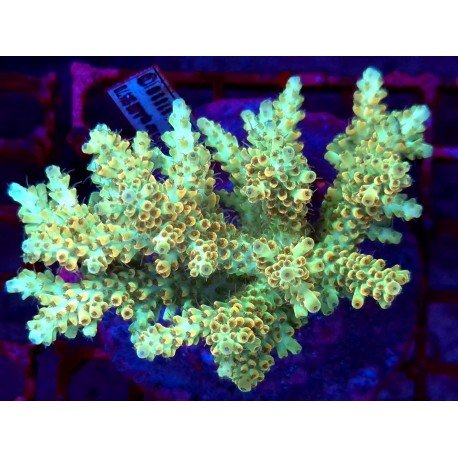 STRAWBERRY LEMON CAKE XL 