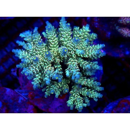 WALT DISNEY ACRO XXL