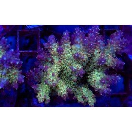 VIVI´S CONFETTI ACRO L 