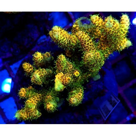 RAINBOW SOLAR FLARE MILLE XL 