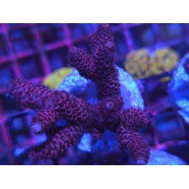 JACK SPARRON WEW ACRO 