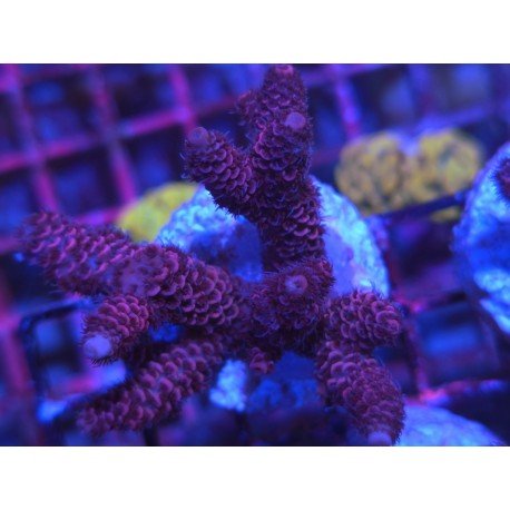 JACK SPARRON WEW ACRO 