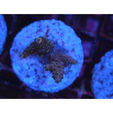 ROCKY MOUNTAIN ACID TRIP MILLEPORA 