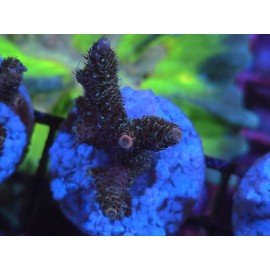 ROCKY MOUNTAIN ACID TRIP MILLEPORA 