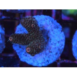 ROCKY MOUNTAIN ACID TRIP MILLEPORA 