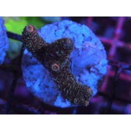 ROCKY MOUNTAIN ACID TRIP MILLEPORA 