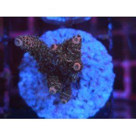 ROCKY MOUNTAIN ACID TRIP MILLEPORA 