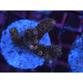 ROCKY MOUNTAIN ACID TRIP MILLEPORA 