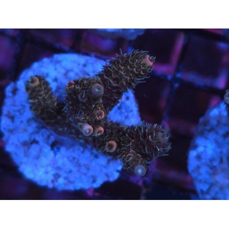 ROCKY MOUNTAIN ACID TRIP MILLEPORA 