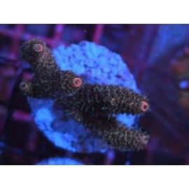 ROCKY MOUNTAIN ACID TRIP MILLEPORA 