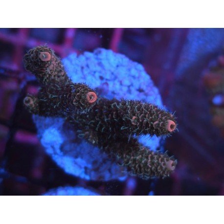 ROCKY MOUNTAIN ACID TRIP MILLEPORA 