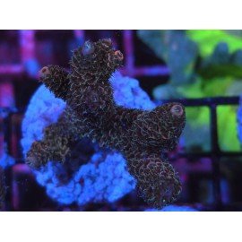 ROCKY MOUNTAIN ACID TRIP MILLEPORA 