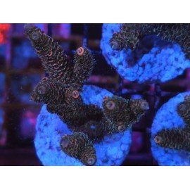 ROCKY MOUNTAIN ACID TRIP MILLEPORA 