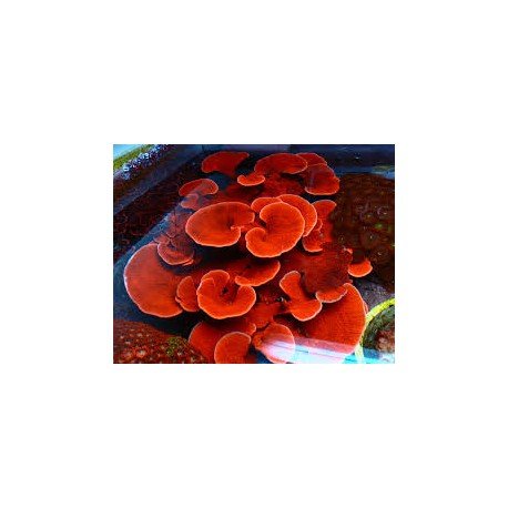 MONTIPORA PLATO RED