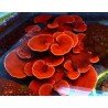 MONTIPORA CAPRICORNIS RED FRAG