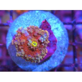 RICORDEA YUMA MASTER RED