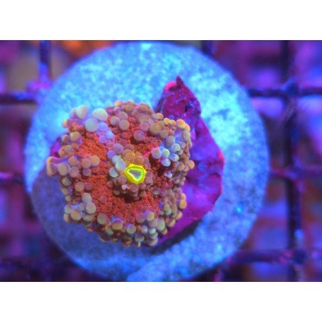 RICORDEA YUMA MASTER RED