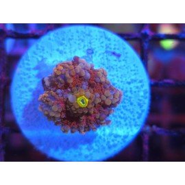 RICORDEA YUMA MASTER RED