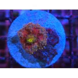 RICORDEA YUMA MASTER RED