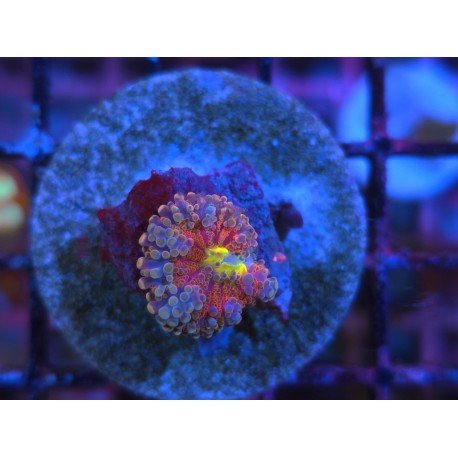 RICORDEA YUMA MASTER RED