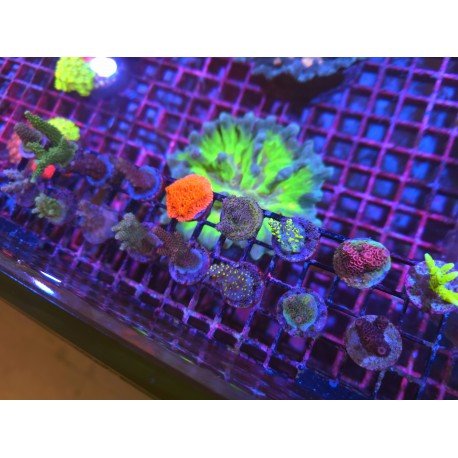 LOTE ACROPORAS SUPER PREMIUM 16+1