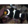 OCELLARIS BLACK (PRECIO PAREJA)