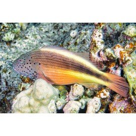 PARACIRRHITES FORSTERI