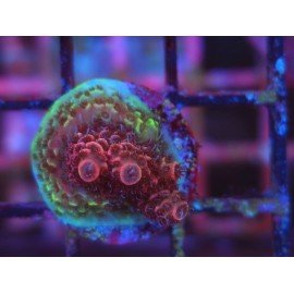 MILLEPORA STRAWBERRY